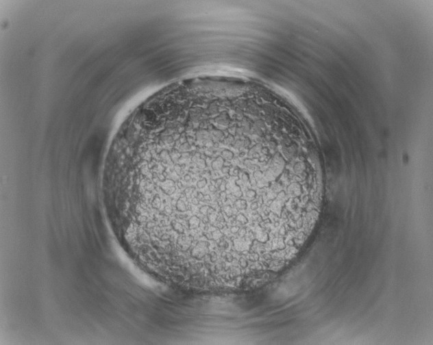 X0000066090995200603171051