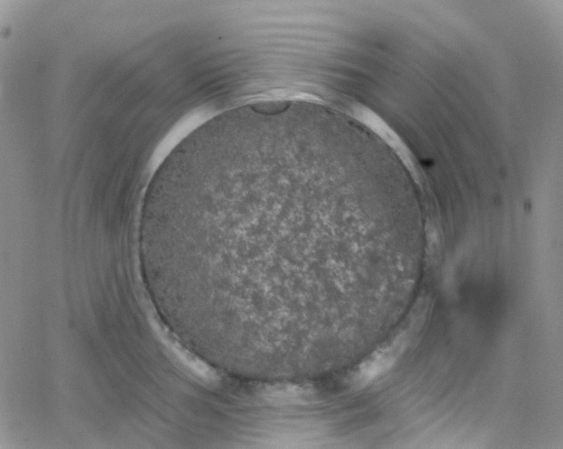 X0000066091002200603171051