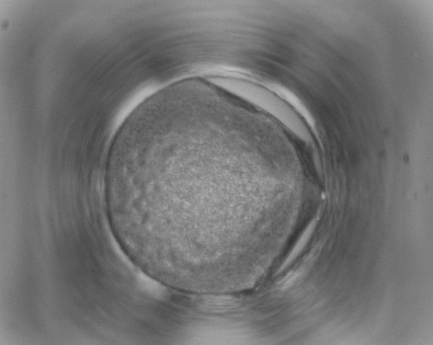 X0000066091007200603171051