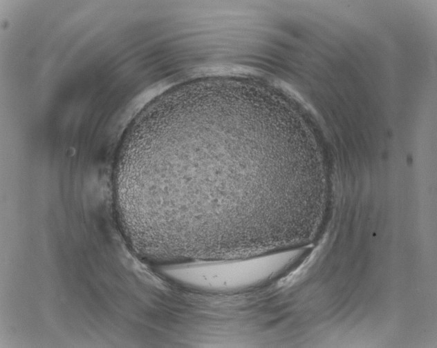 X0000066091025200603171050