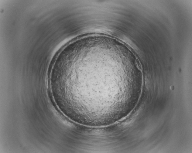 X0000066091028200603171050