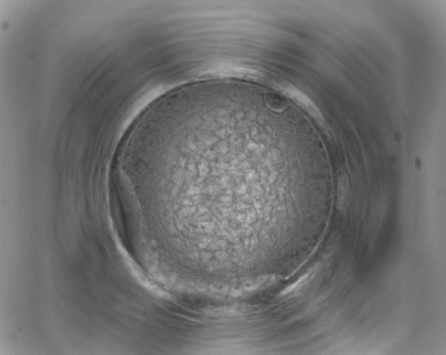 X0000066091039200603171050