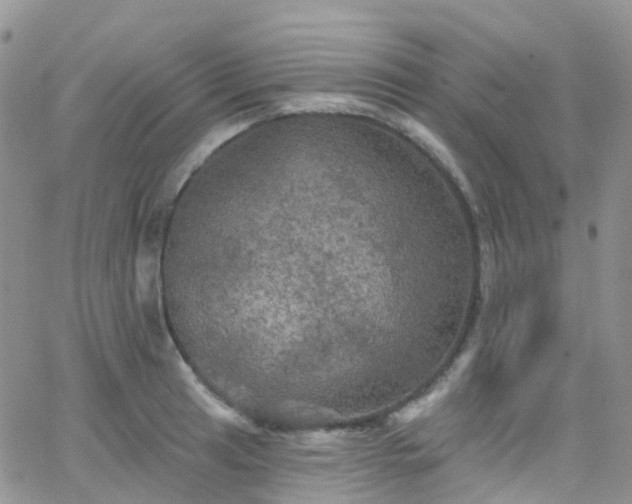 X0000066091041200603171050