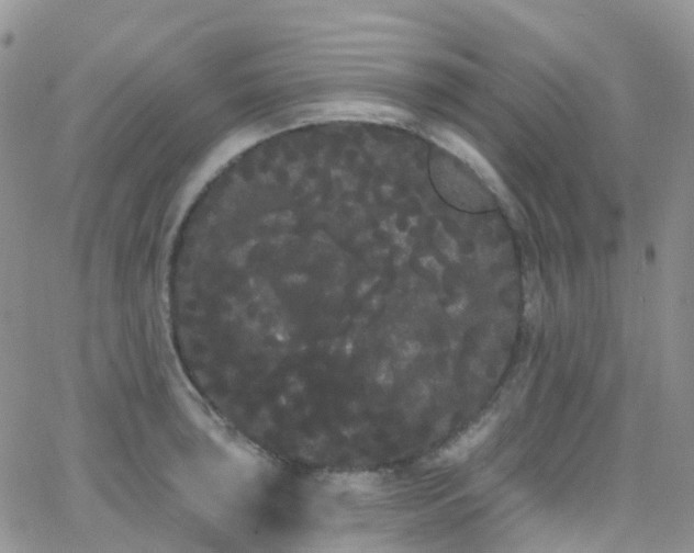 X0000066091043200603171050