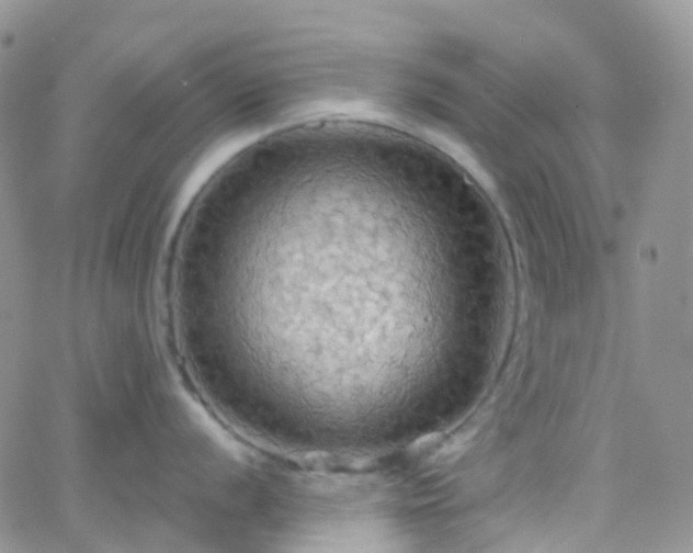 X0000066091056200603171051