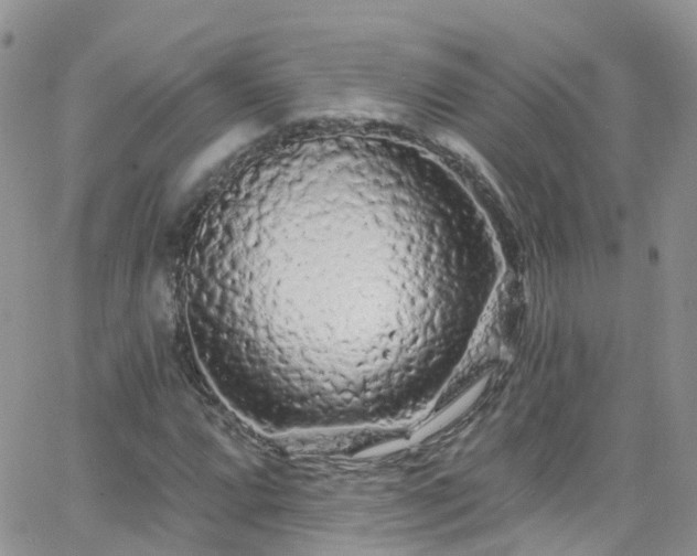 X0000066091064200603171050