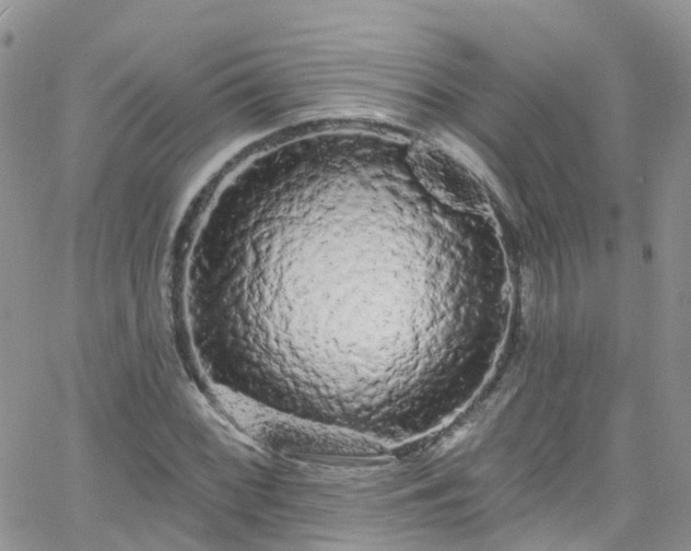 X0000066091068200603171050