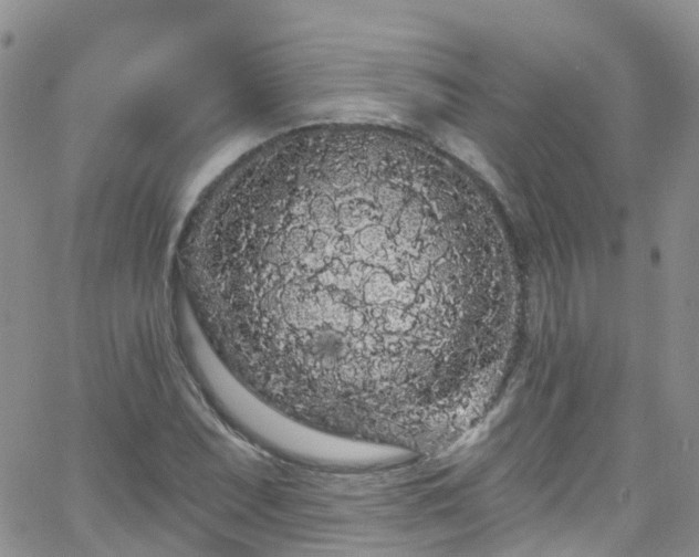 X0000066091071200603171050