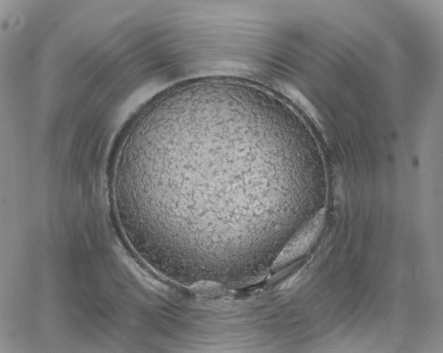 X0000066091072200603171049