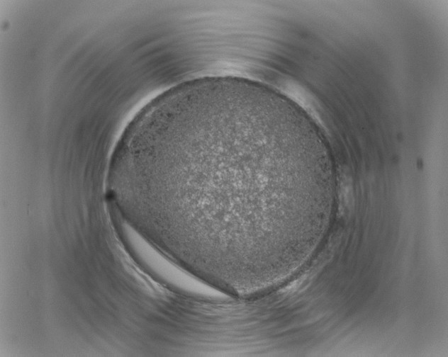 X0000066091076200603171049