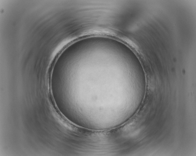 X0000066091078200603171049