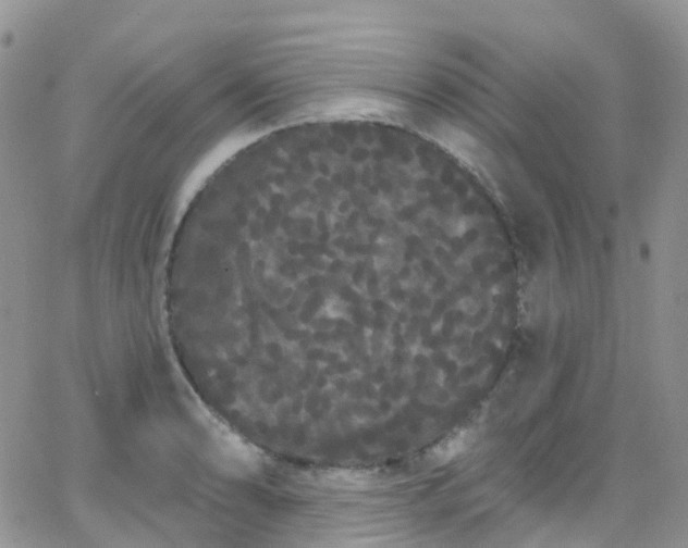 X0000066091086200603171049