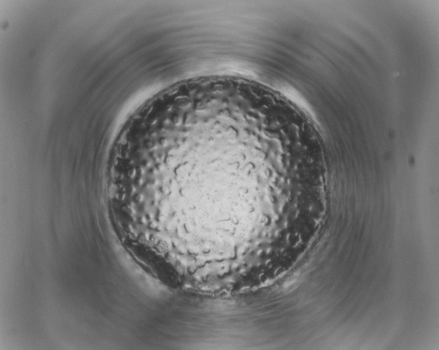 X0000066091088200603171049