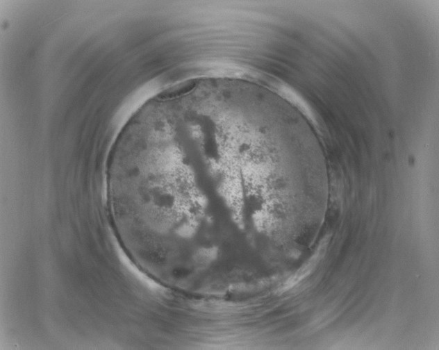 X0000066091095200603171049