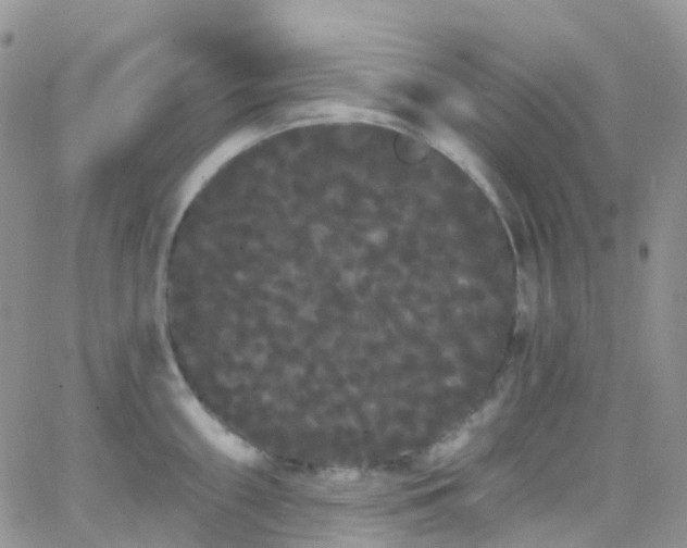 X0000066091098200603171049