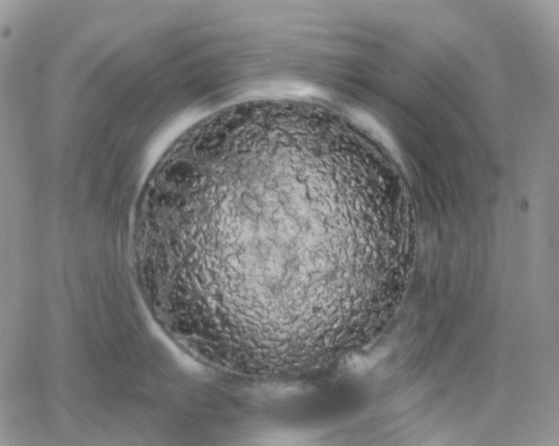 X0000066091103200603171049