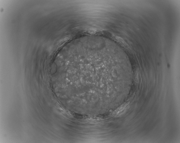 X0000066091105200603171048