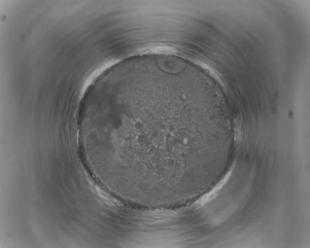 X0000066091117200603171048