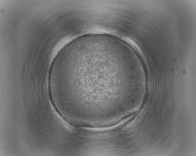 X0000066091183200603171048