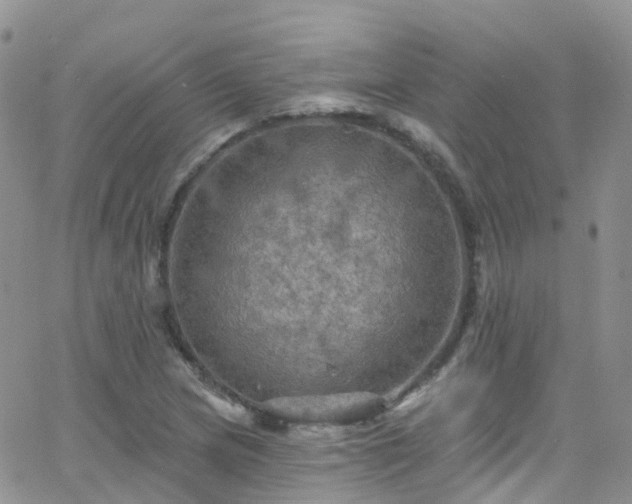 X0000066091217200603171047