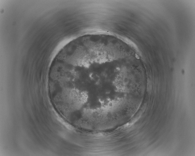 X0000066091231200603171047