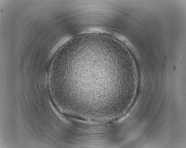 X0000066091233200603171047