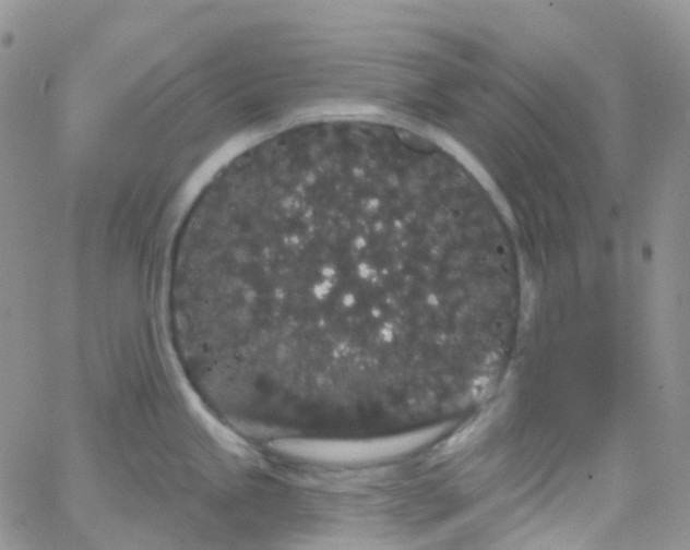 X0000066091245200603171047