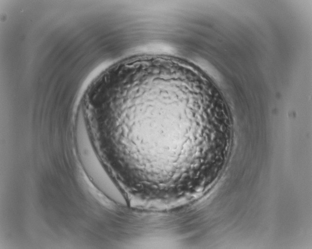 X0000066091248200603171047