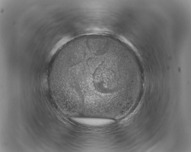 X0000066091259200603171046