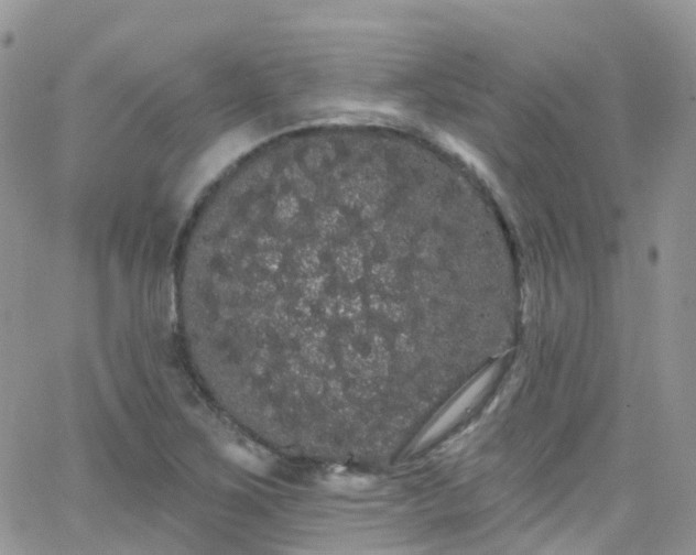 X0000066091267200603171046