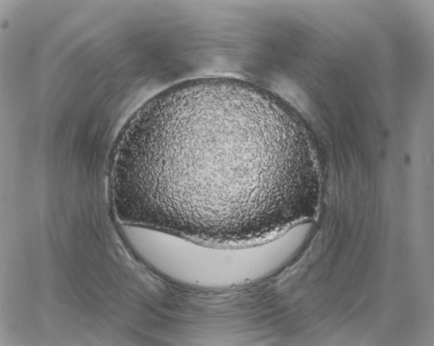 X0000066091268200603171046