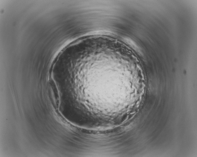 X0000066091276200603171046