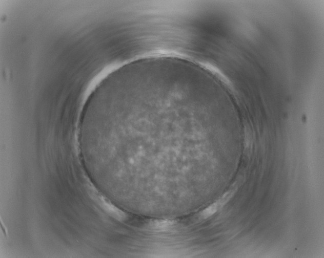 X0000066091278200603171046