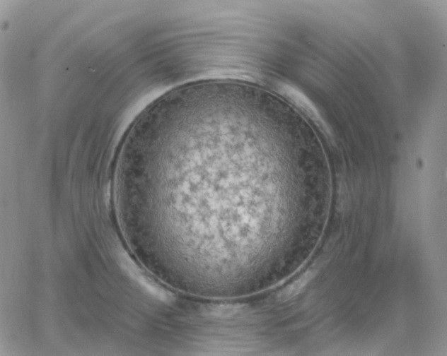 X0000066091284200603171046