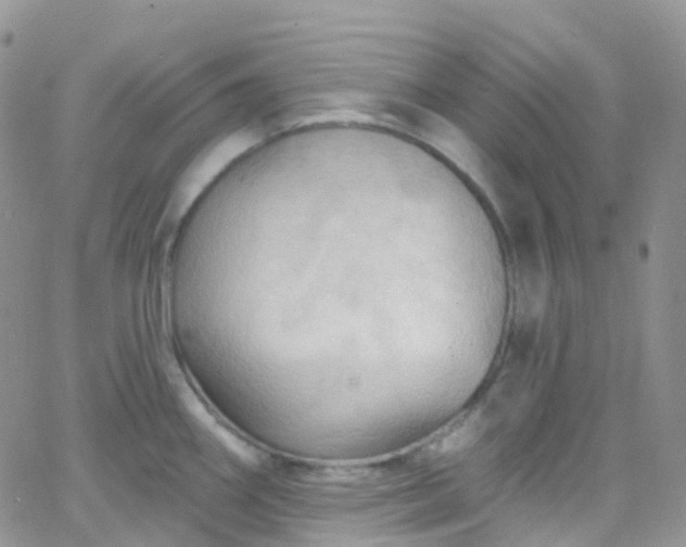 X0000066091290200603171046