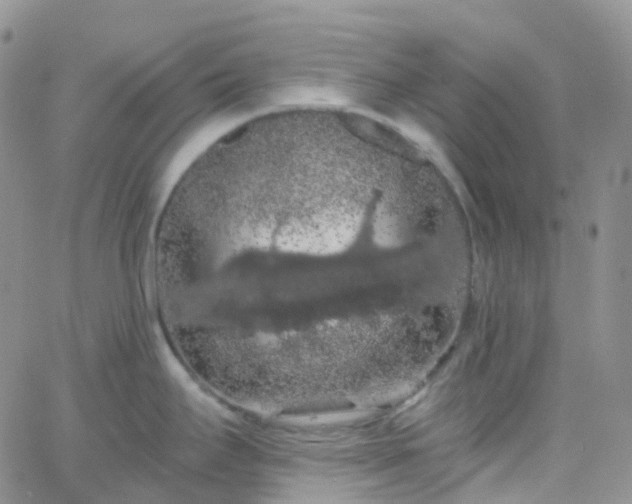 X0000066091295200603171046