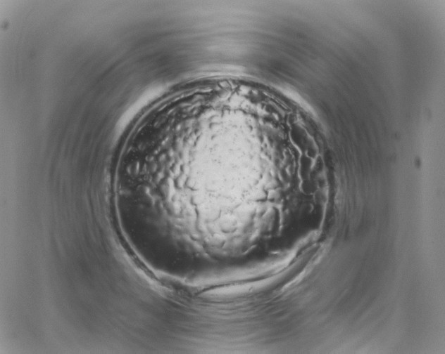 X0000066091325200603171046