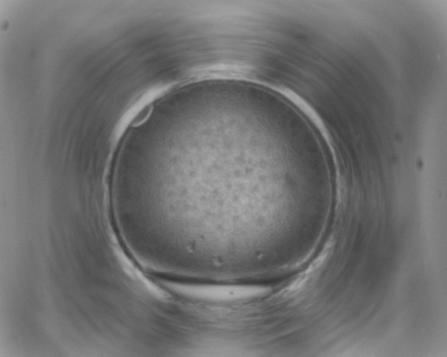 X0000066091341200603171046