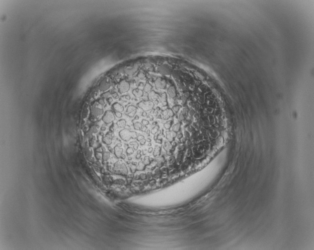 X0000066091359200603171045