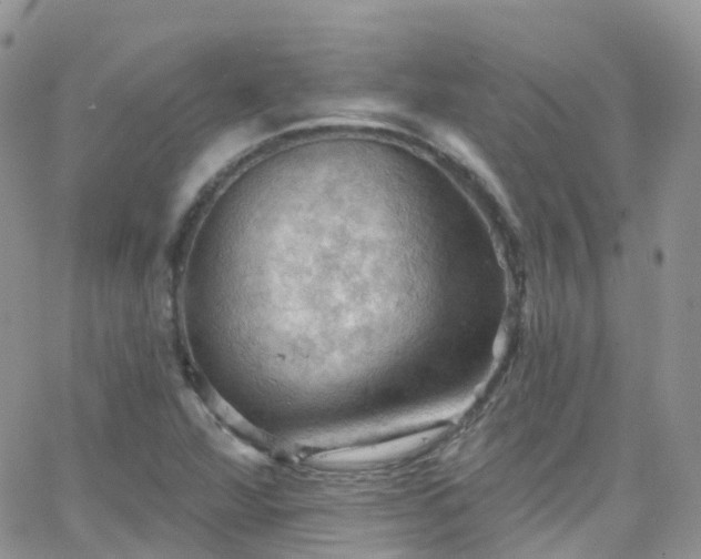 X0000066091360200603171045