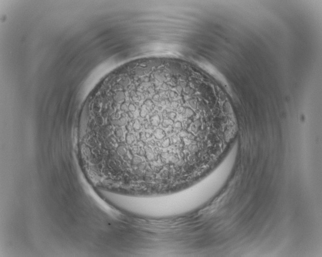 X0000066091383200603171044