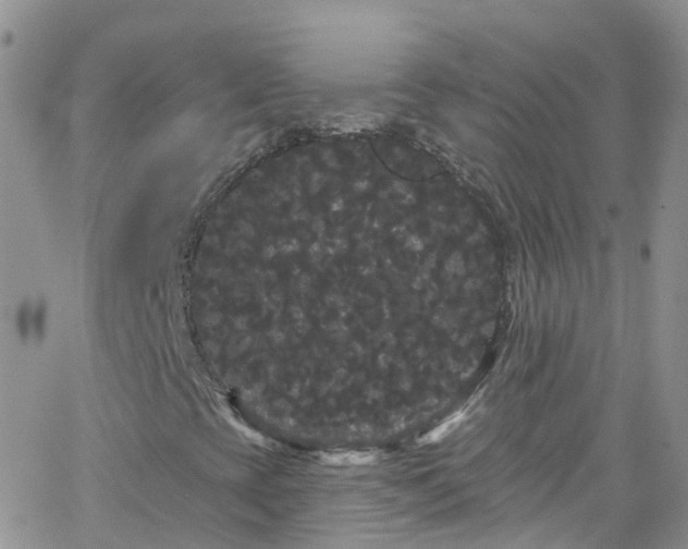 X0000066091393200603171044