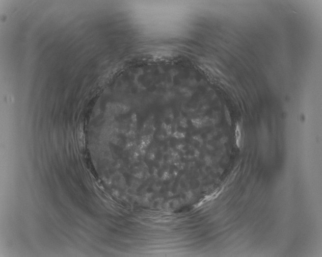 X0000066091395200603171044