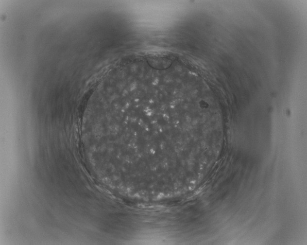 X0000066091397200603171044