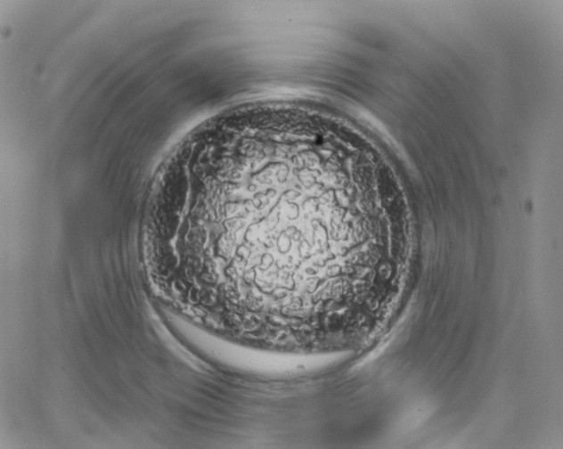 X0000066091417200603171044