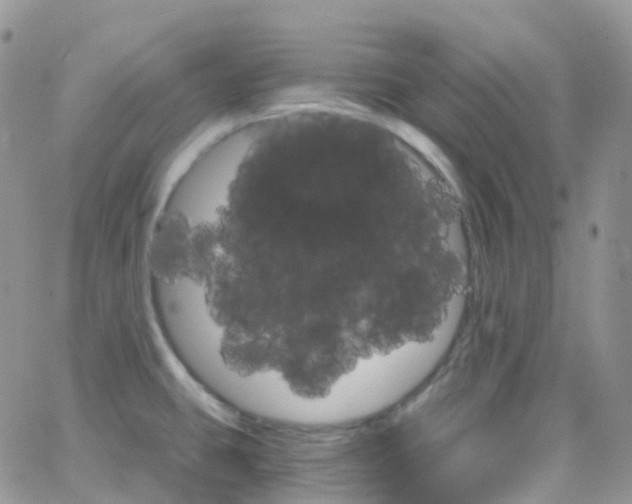 X0000066091431200603171044