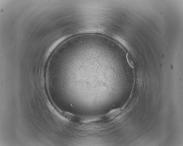 X0000066091468200603171043