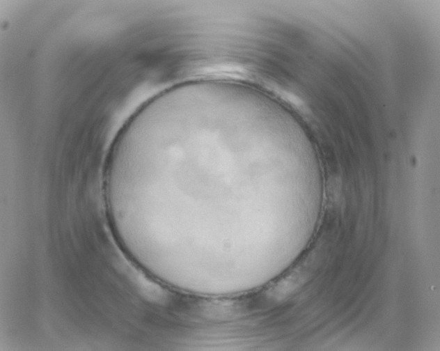 X0000066091470200603171043