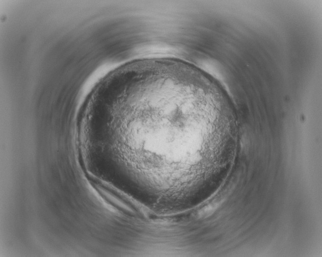 X0000066091472200603171043