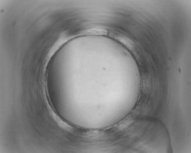 X0000066091478200603171043